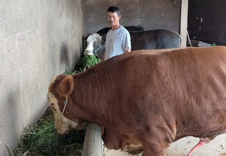 Wabah PMK di Gowa Meluas, 2.784 Ternak Terinfeksi