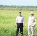 Produksi Beras Meningkat Tajam 52,32% Periode Januari-Maret 2025