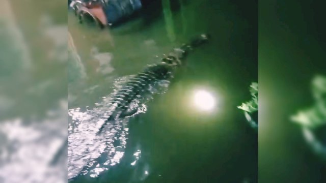 Heboh! Buaya Besar Muncul di Pemukiman Warga Saat Banjir