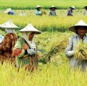Pemerintah Siapkan Rp300 Triliun untuk KUR Petani