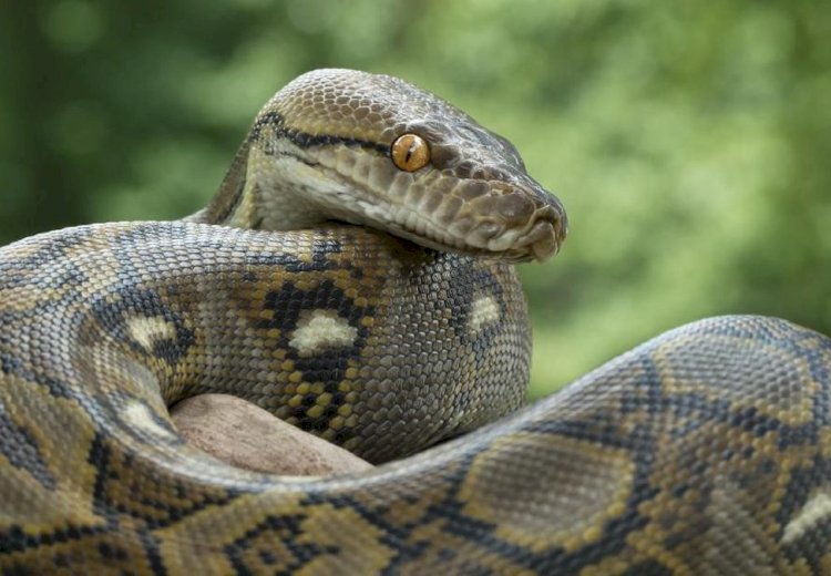 Cari Tali Ikat Kayu, Wanita Lansia di Sidrap Ditelan Ular Piton