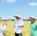 Panen Raya Padi Serentak di Bantaeng, Bupati Uji Nurdin Ungkap Serapan Gabah Capai 84%