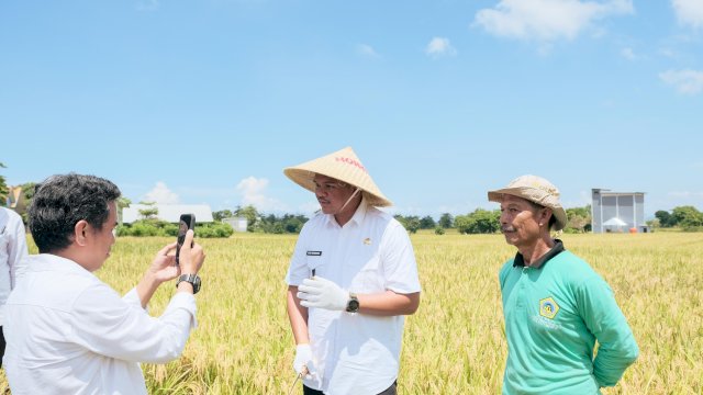 Panen Raya Padi Serentak di Bantaeng, Bupati Uji Nurdin Ungkap Serapan Gabah Capai 84%