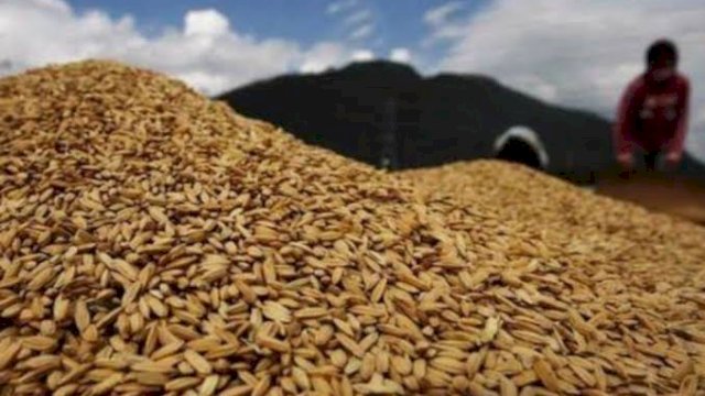 Serapan Gabah Capai 145 Persen, Bulog Makassar Pastikan Petani Tak Merugi
