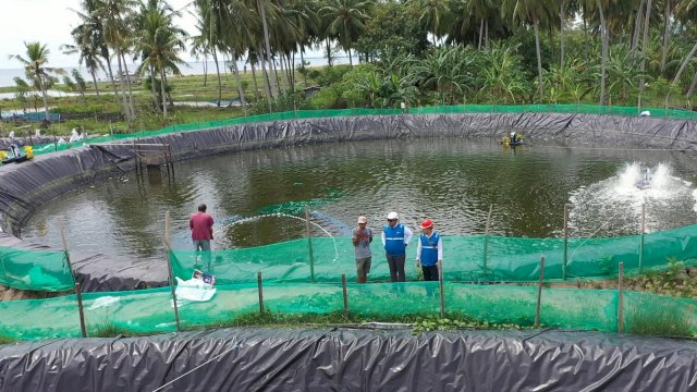 Efisiensi Hingga 70%, Program Listrik PLN Sukses Genjot UMKM Tambak Udang Mamuju