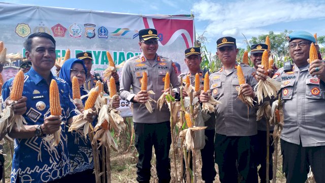 Panen Raya Jagung di kawasan peternakan Dusun Sugitannga II, Desa Pa'bentengan Kecamatan Bajeng Kabupaten Gowa,Jumat (16/5/2025).