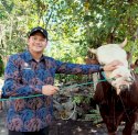 Bupati Bantaeng Uji Nurdin Terima Sapi Kurban 802 Kg dari Presiden Prabowo 