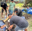 Idul Adha 2025, NasDem Sulsel Kurban 130 Ekor Sapi