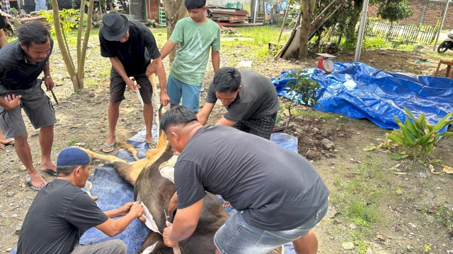 Idul Adha 2025, NasDem Sulsel Kurban 130 Ekor Sapi