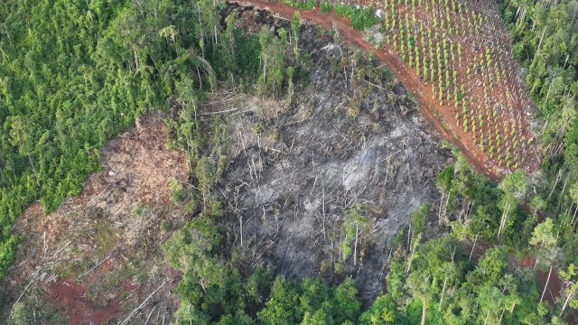 Tangkap 3 Pelaku Pembalakan Liar di Lutim, Balai Gakkum Ingatkan Pelaku Lain yang Beraktivitas