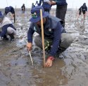 Wujud Komitmen Lingkungan, PLN Tanam 7.000 Mangrove di Pesisir Jeneponto