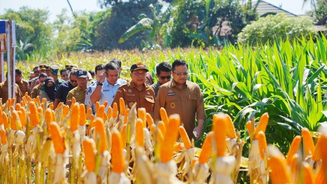 Wabup Gowa Dorong Produktivitas Jagung Lewat Varietas Unggulan NK Sumo Sakti