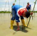 Pertamina Tanam 1.000 Mangrove di Gorontalo, Jaga Ekosistem Pesisir dan Tumbuhkan Manfaat Ekonomi