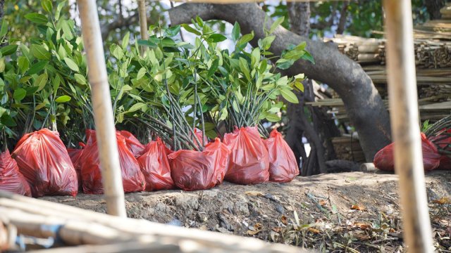 Kolaborasi Pertamina dan Pemkot Makassar: Wujudkan Ecoeduwisata Mangrove