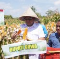 Jagung Jadi Komoditas Strategis, Gowa Catat Panen 7.153 Ton dari 1.788 Hektare Lahan