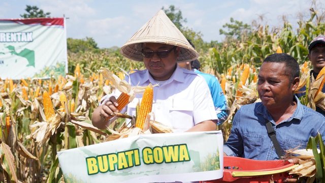Jagung Jadi Komoditas Strategis, Gowa Catat Panen 7.153 Ton dari 1.788 Hektare Lahan