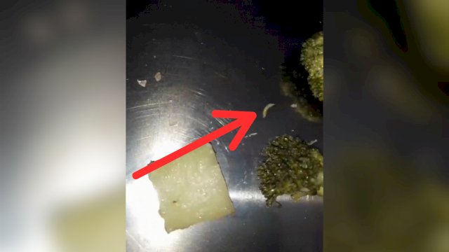 Program Makan Bergizi Gratis di Makassar Disorot Lagi, Siswa Temukan Ulat di Sayur