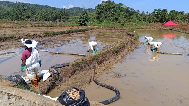 Investigasi Independen Tim Ahli di Towuti: Kebocoran Pipa Minyak Dipicu Geologi, Lingkungan Tetap Aman