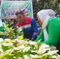 Pertamina dan KWT Baji Minasa Panen Raya Sayuran Organik, Dukung Kemandirian Pangan Desa
