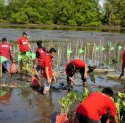 Dukung Mitigasi Perubahan Iklim, Telkomsel Tanam Seribu Mengrove di Pangkep