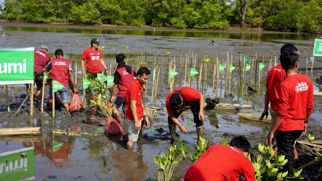 Suasana penanaman bibit mangrove di pesisir Biringkasi, Desa Bulu Cindea, Kabupaten Pangkajene dan Kepulauan (Pangkep), Kamis (6/11).