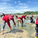 Mitigasi Perubahan Iklim, Pertamina Tanam 1000 Mangrove di Kendari