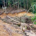 Gakkum Sulsel Desak PT Vale Perketat Pengamanan Konsesi Terkait Maraknya Perambahan Hutan di Luwu Timur
