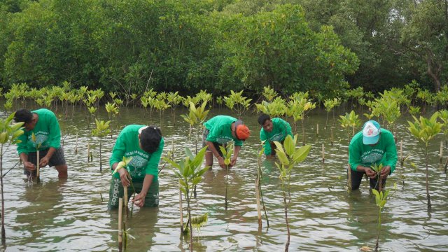 Aktivitas penanaman mangrove melalui aksi Aksi Mangrove Lestari yang diinisiasi oleh KALLA sejak 2022 di Kelurahan Tekolabbua, Kabupaten Pangkep.