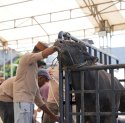 Pertamina Patra Niaga Sulawesi Salurkan 160 Hewan Kurban di Hari Raya Iduladha