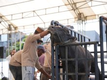 Pertamina Patra Niaga Sulawesi Salurkan 160 Hewan Kurban di Hari Raya Iduladha
