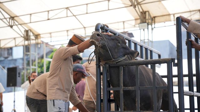 Pertamina Patra Niaga Sulawesi Salurkan 160 Hewan Kurban di Hari Raya Iduladha