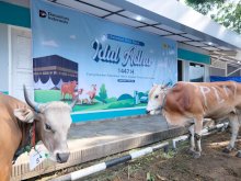 PLN UIP Sulawesi Salurkan 13 Hewan Kurban Idul Adha 1447 H