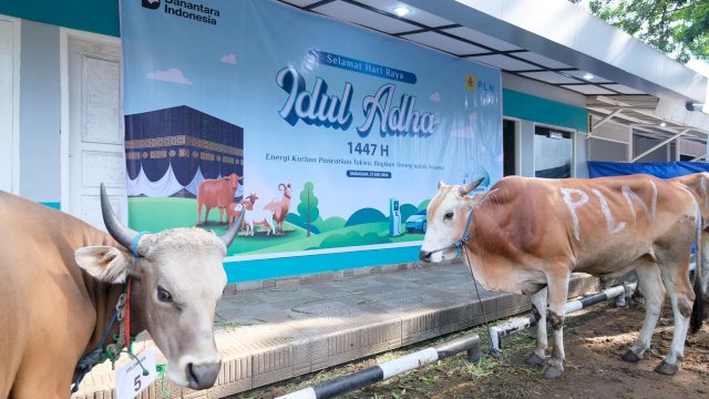 PLN UIP Sulawesi Salurkan 13 Hewan Kurban Idul Adha 1447 H