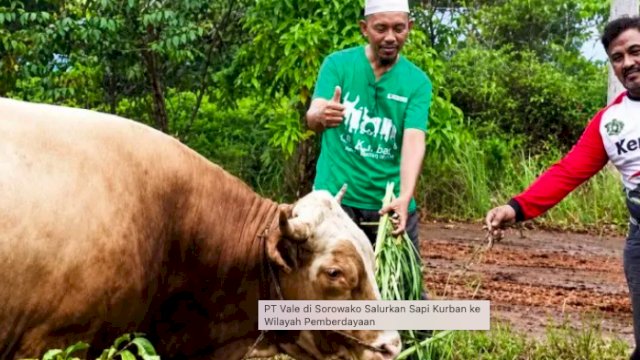 Jelang Idul Adha 1447 H, PT Vale Salurkan 6 Ekor Sapi Kurban untuk Warga Luwu Timur