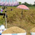 BPS Warning Penurunan Produksi Gabah Nasional, Sulsel Pasang Badan Jadi Penyelamat Pasar