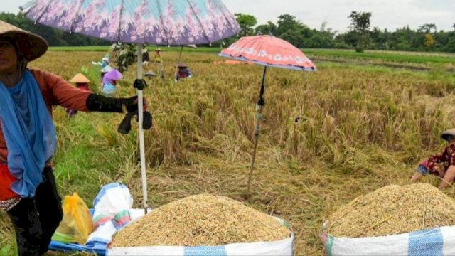 Caption Foto: ILUSTRASI. Di tengah ancaman penurunan produksi beras nasional sebesar 0,35 persen hingga Juli 2026 akibat faktor cuaca ekstrem dan hama, optimalisasi serapan gabah petani lokal di Sulawesi Selatan terus digenjot demi menjaga stabilitas pasokan pangan.
