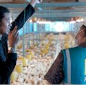 PLN UID Sulselrabar Dorong Produktivitas Pertanian dan Peternakan Melalui Electrifying Agriculture