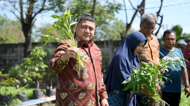 Wali Kota Makassar, Munafri Arifuddin, saat meninjau dan menyaksikan langsung panen hasil program urban farming di salah satu lokasi kelompok tani, Kamis (30/4/2026).