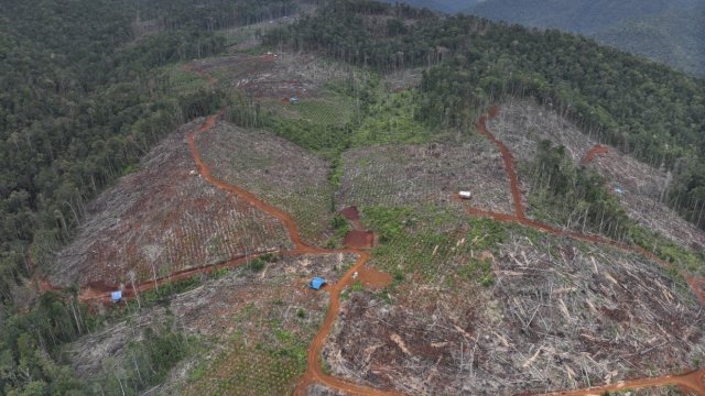 Kedok APL Mulai Terbongkar, Gakkum Buru Jaringan Mafia Perambahan Hutan Lindung Loeha