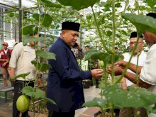 Wali Kota Makassar Panen Melon di Bukit Baruga, Apresiasi Urban Farming Terintegrasi Masjid Bin Baz