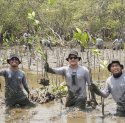 Kalla Toyota Tanam 43.000 Pohon Mangrove di Pangkep untuk Cegah Abrasi