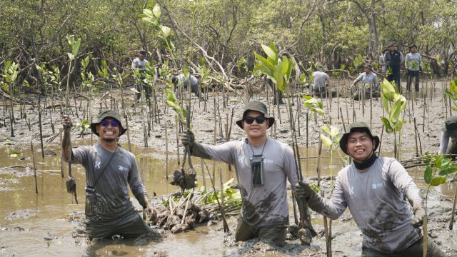 Dalam program ini, Kalla Toyota menargetkan penanaman sebanyak 43.000 pohon mangrove secara bertahap di&nbsp;kawasan pesisir yang sama.