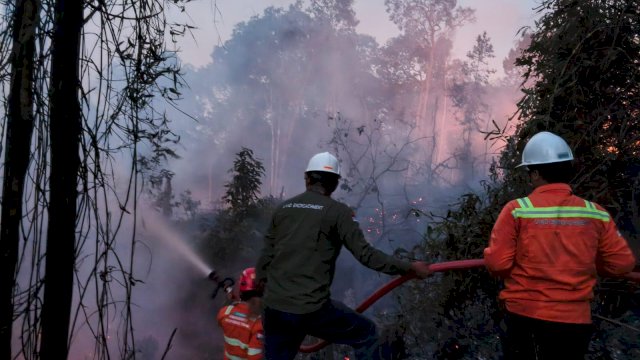 Gakkum Tegaskan Pembukaan Kawasan Hutan Tanpa Izin di Morowali Melanggar Hukum