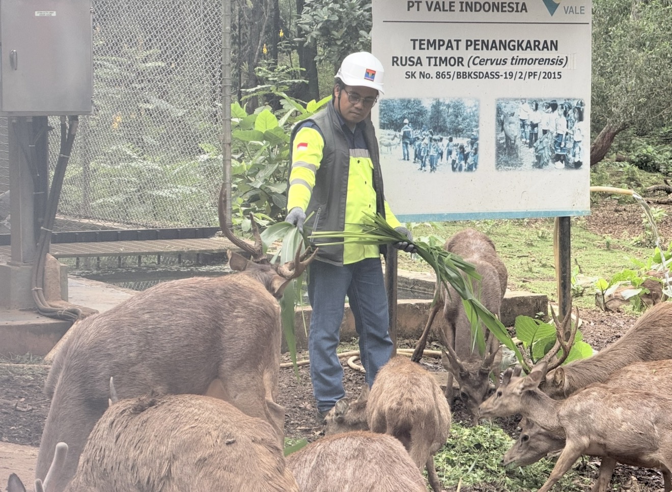 Ketika Alam Kembali Menjadi Rumah  Pada akhirnya, keberlanjutan bukan hanya diukur dari pohon yang tumbuh, tetapi juga dari kehidupan yang kembali.  Di kawasan konservasi PT Vale Indonesia, Rusa Timor (Cervus timorensis) menjadi bagian dari upaya menjaga keanekaragaman hayati di sekitar wilayah operasional. Program konservasi ini melengkapi langkah reklamasi dan rehabilitasi lahan yang telah dilakukan perusahaan selama bertahun-tahun.  Dari bibit yang ditanam hingga satwa yang dilestarikan, seluruh upaya tersebut menjadi satu benang merah: bahwa pertambangan yang bertanggung jawab tidak hanya menghasilkan mineral untuk kehidupan, tetapi juga meninggalkan warisan berupa alam yang tetap hidup, seimbang, dan berkelanjutan bagi generasi mendatang.